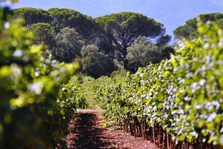 Routes des vins des Côtes-de-Provence 